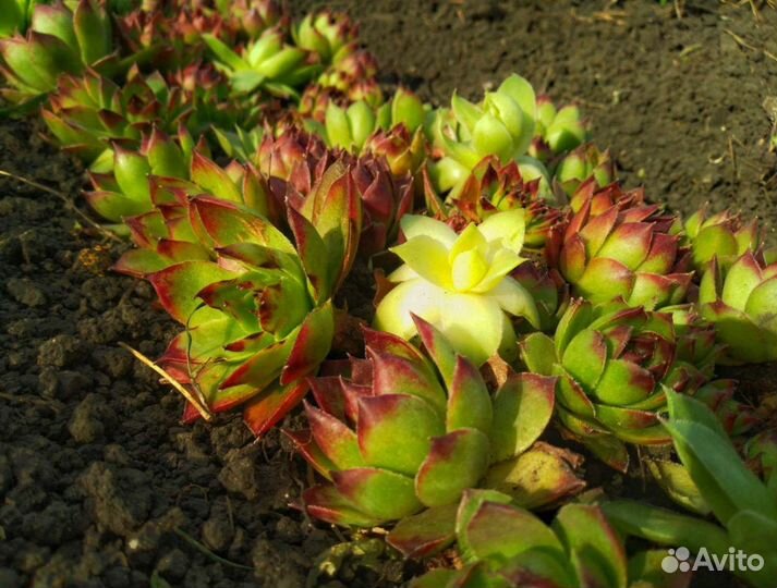 Многолетние цветы: Молодило - каменная роза