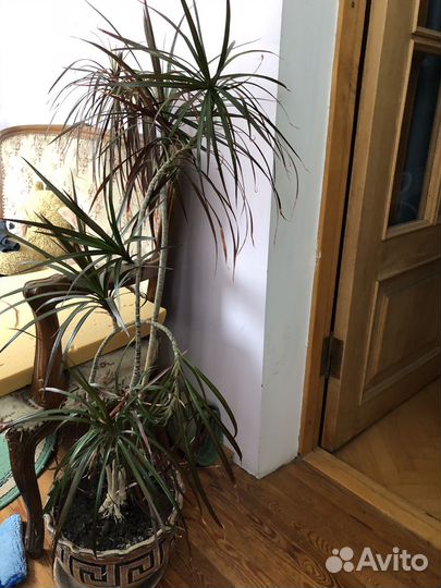 Пальма драцена