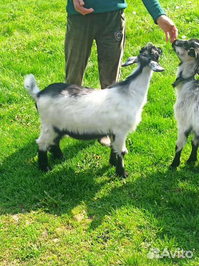 Коза дойная