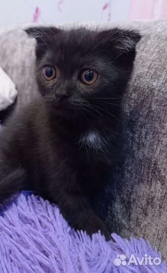 Шотланская вислоухая кошка