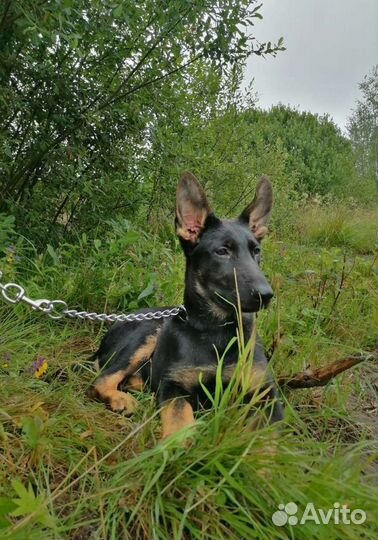 Девочка редкой красоты РКФ