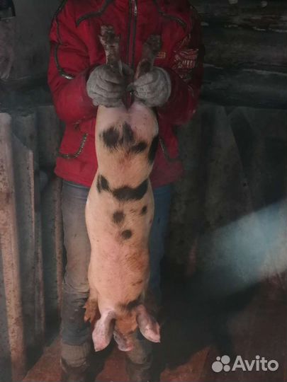 Продам поросят кб-дюрок