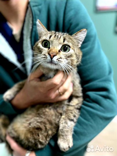 Котик Батончик ищет семью