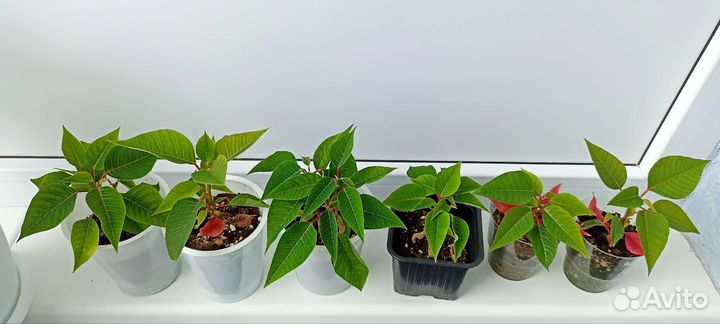 Пуансеттия Рождественская звезда