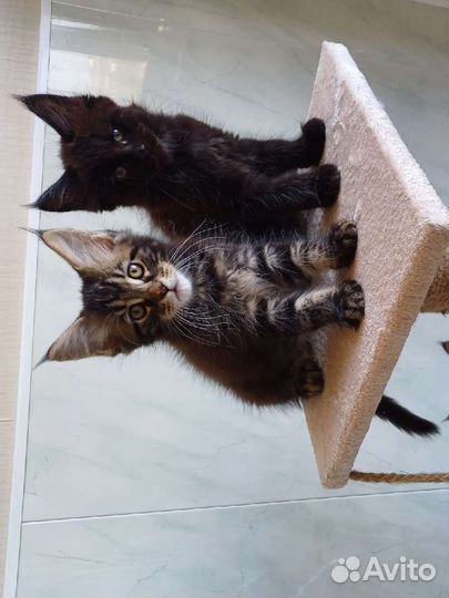 Котята мейн-кун