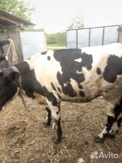 Племенная годовалая телка