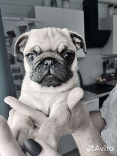 Щенок мопса