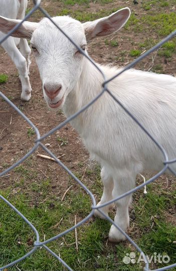 Зааненская коза