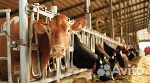 Дояр. Проживание/питание ст.Выселки