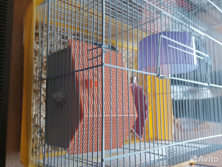 Хомячок девочка сирийская