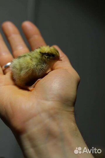 Перепел суточный