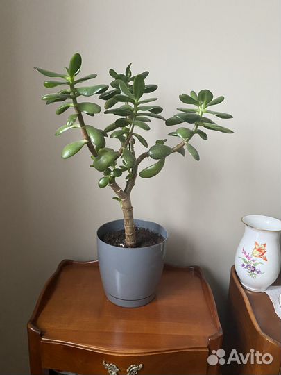 Толстянка - денежное дерево