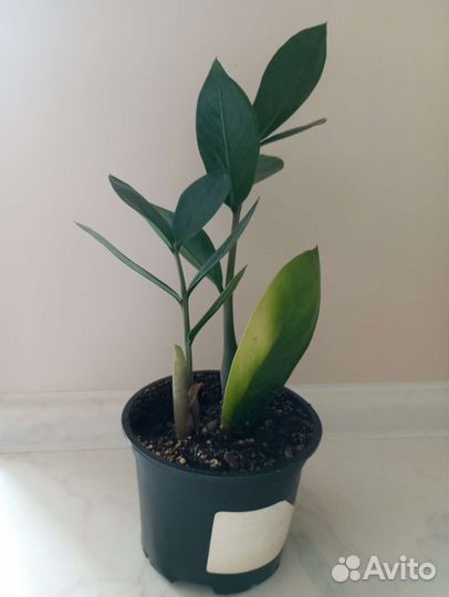 Замиокулькас