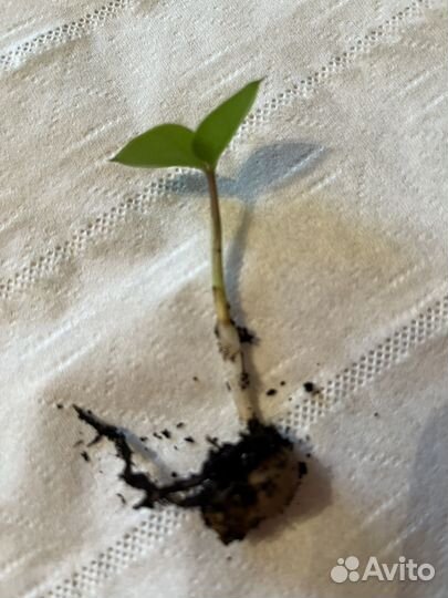 Замиокулькас