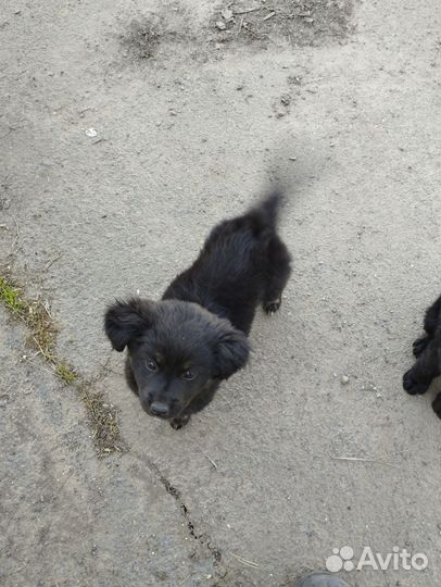 Собаки щенки бесплатно