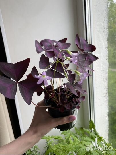 Кислица оксалис фиолетовая