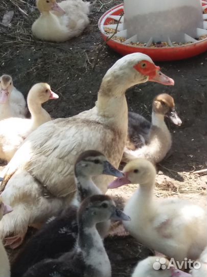 Яйцо индоутки