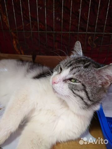 Мощный котик