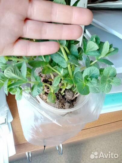 Мята/бергамот (монарда) саженцы