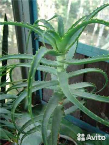Алоэ 20 см 3-4 года и алоэ вера