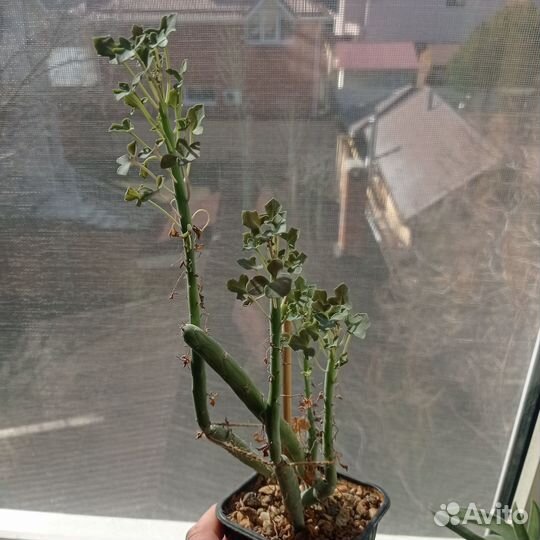 Суккуленты