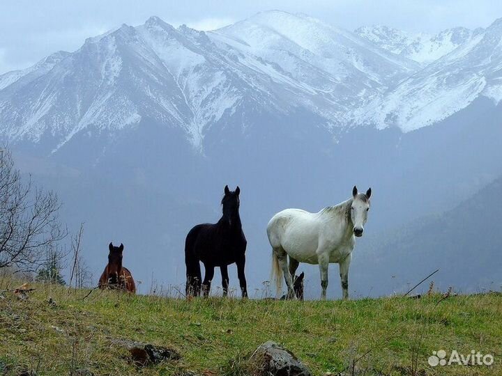 Тур в Северную Осетию. Горы. Водопады. Лошади и мн