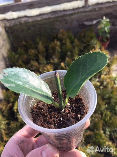 Бересклет японский саженцы