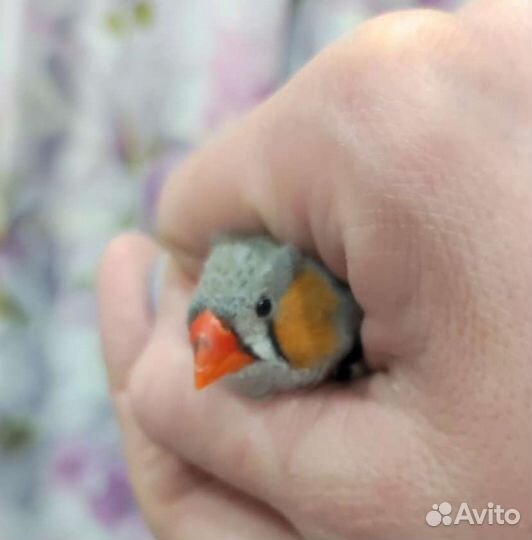 Самец зебрового амадина