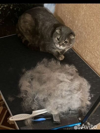 Груминг кота или собачки /Грумер/стрижка животных