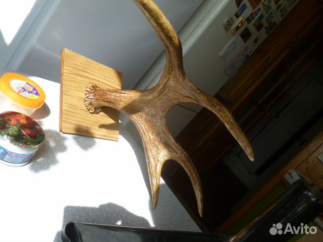 Рога Оленя на медальоне