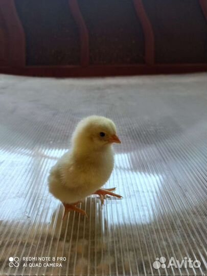 Цыплята бройлера