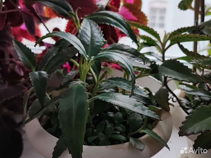 Каланхоэ (лечебный) -Дегремона