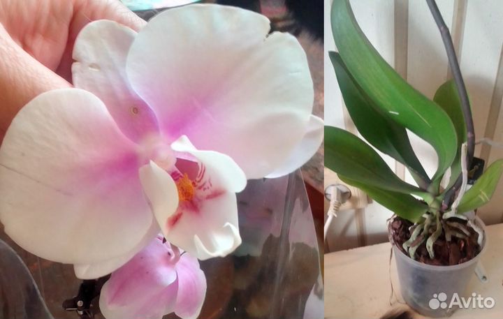 Орхидеи: попугай, биг липы, бабочка, бабулетка