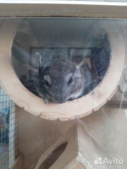 Продам шиншиллу с клеткой