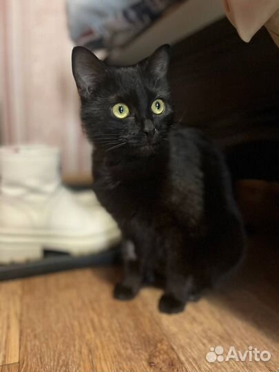 Кошечка в добрые руки