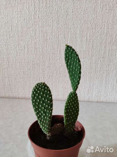 Кактус опунция и традесканция