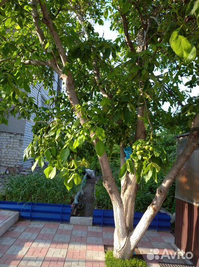 Грецкий орех Саратовский Идеал,фундук садовый