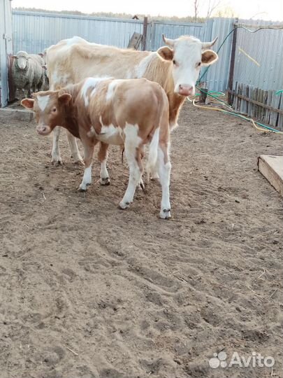 Коровы и телки