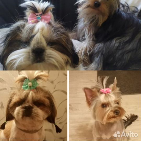 Услуги грумера