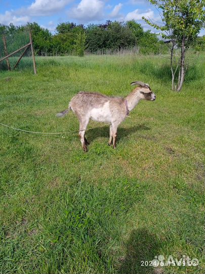 Продам козлят, коз