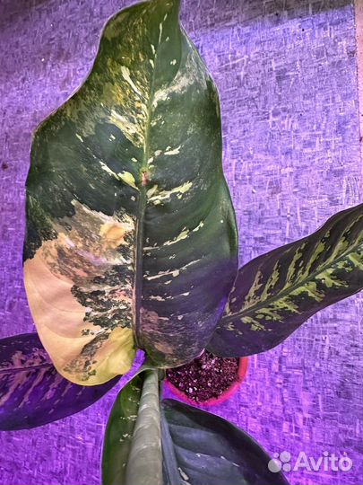 Диффенбахия зебра вариегата