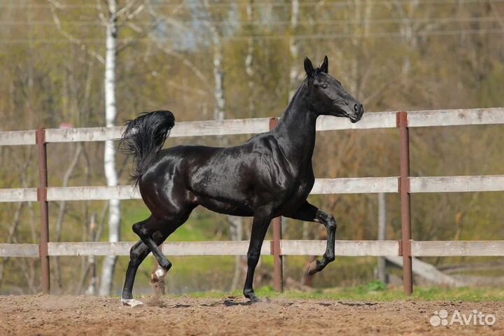Великолепные чистокровные ахалтекинцы