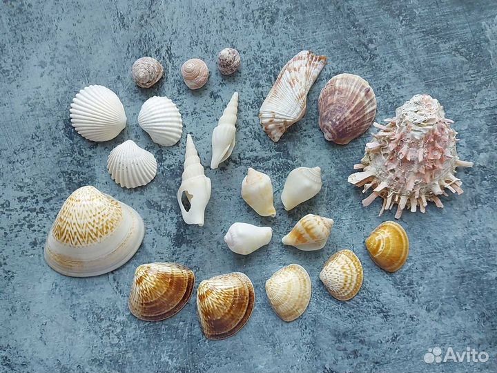 Морские ракушки раковины