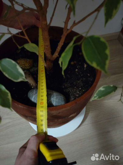 Фикус бенджамина пестролистный