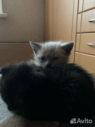 Котятки в добрые руки