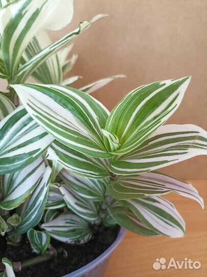 Традесканция