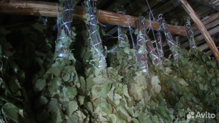 Веники для бани береза