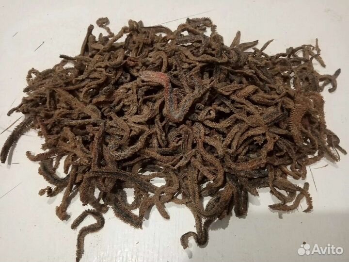 Морской червь, вялено мороженый