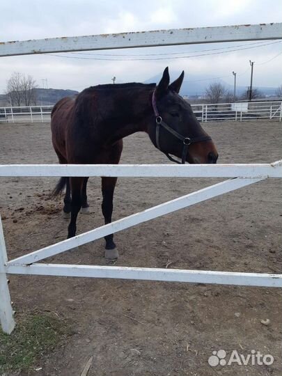 Жеребец на Случку Высококровный Русский Рысак