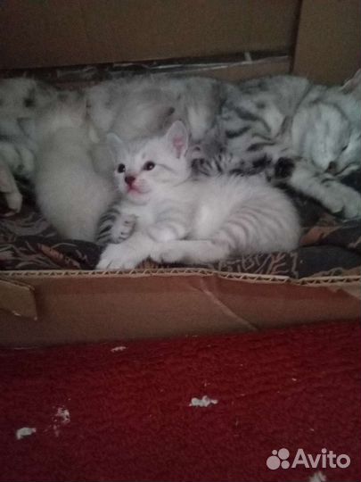 Шотландская кошка